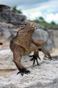 Cuban Belttail Iguana