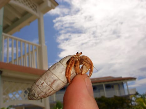 Hermit crab