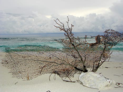 stranded fan coral