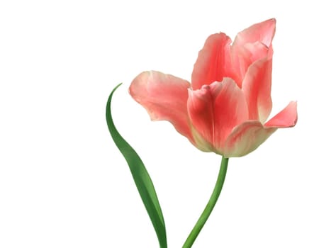 Tulip - Isolated
