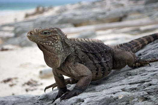 wild belt-tailed iguana,Cayo Largo/Cuba