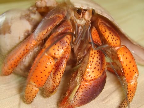 Hermit crab