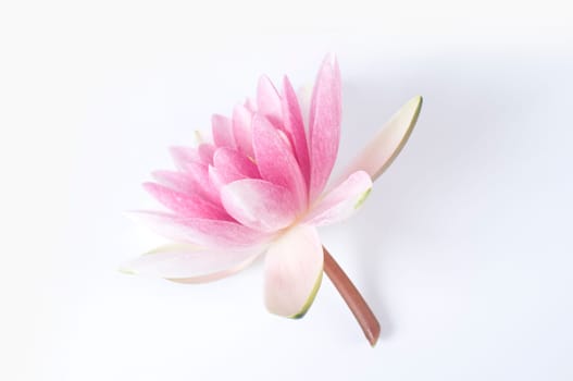 pink water lily