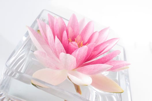 pink water lily