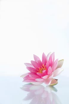 pink water lily