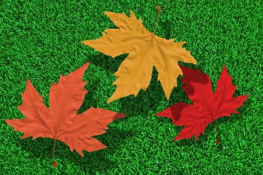 fall leaves