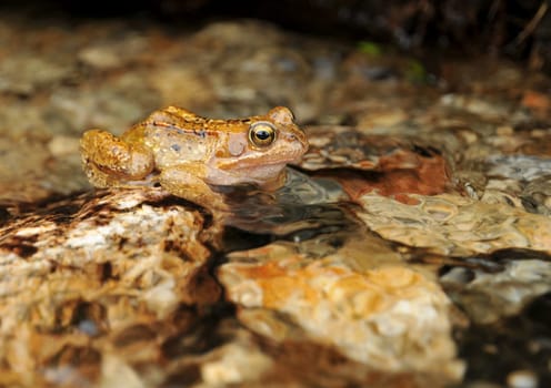 I photographed this frog in a stream in Norway.