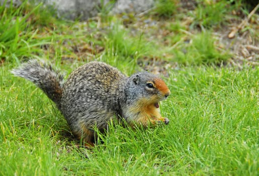 Yellow-bellied marmot