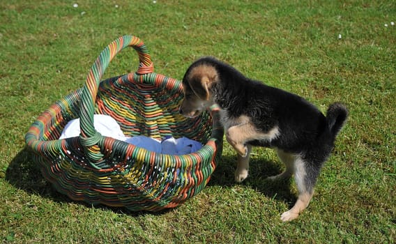 Small dogs need a break!