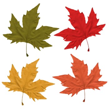 Four Fall Leaves