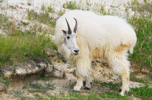 Mountain Goat