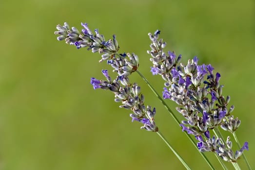 Lavender in nature