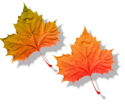 Fall leaves