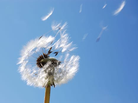 Dandelion