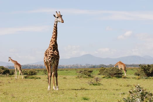 Giraffes in the African savannah