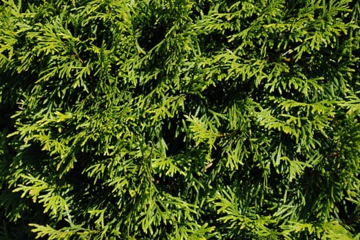 Thuja Close-up