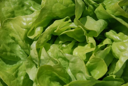 Fresh green head of lettuce