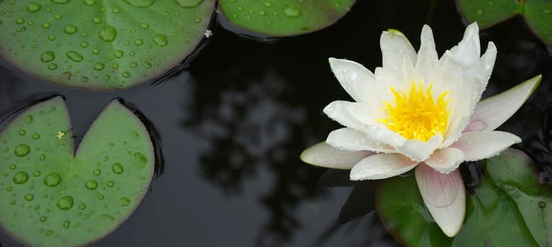 Pond lily