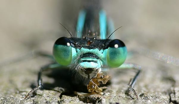 Dragonfly 3