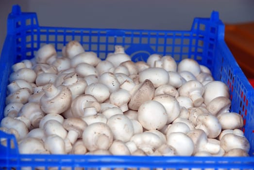 fresh mushrooms