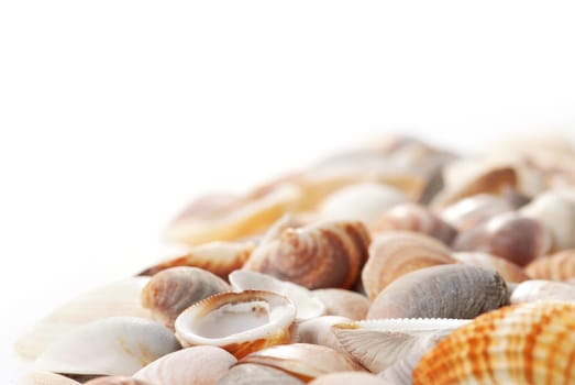 Seashell background