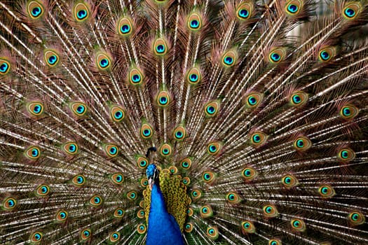 Blue Peacock