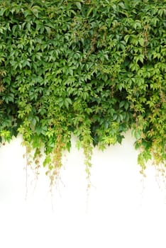 Tendrils