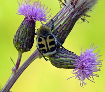 Banded brush beetle (Trichius fasciatus): The black band pattern of the yellow wing coverts can vary greatly in the brush beetle. The rest of the body is trimmed with yellow and white chitin bristles like wool.