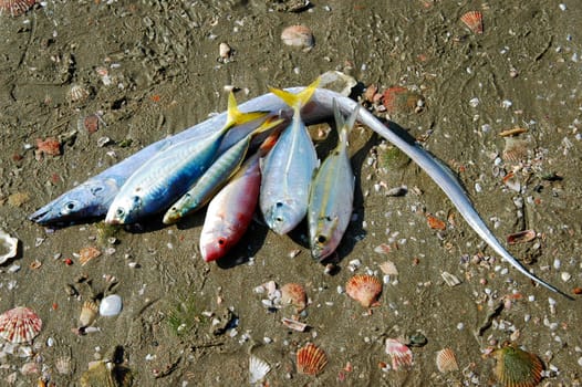 Still Life with Fish,Vietnam
