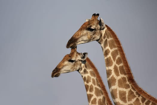 Portrait shot of two giraffes