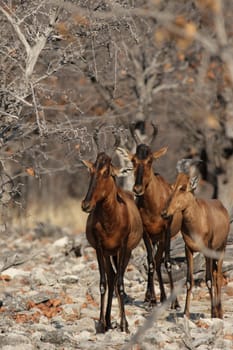 Three hartebeest