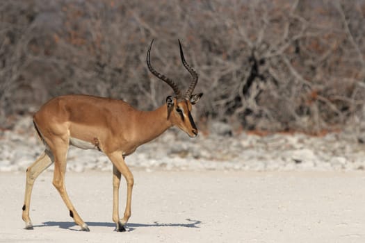 Black-nosed impala (Aepyceros melampus petersi) in Etosha National Park,Namibia