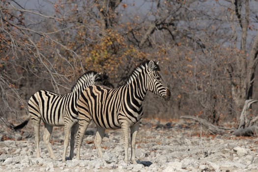 Two plains zebras