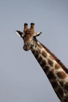 Portrait shot of a giraffe