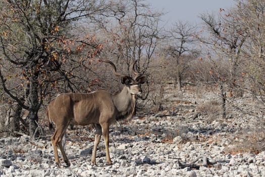 Greater kudu (Tragelaphus strepsiceros)
