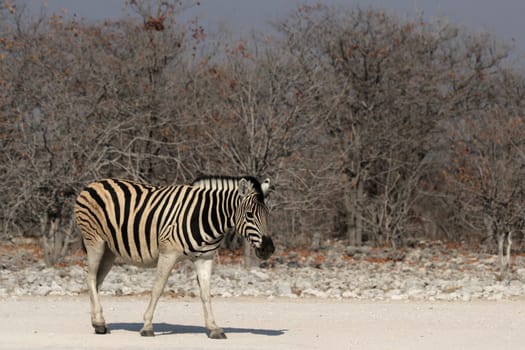 Plains zebra