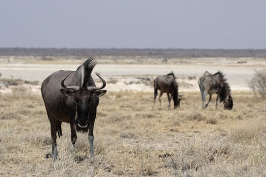 Blue Wildebeest