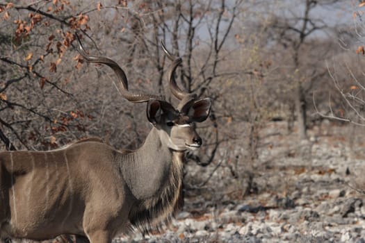 Greater kudu (Tragelaphus strepsiceros)
