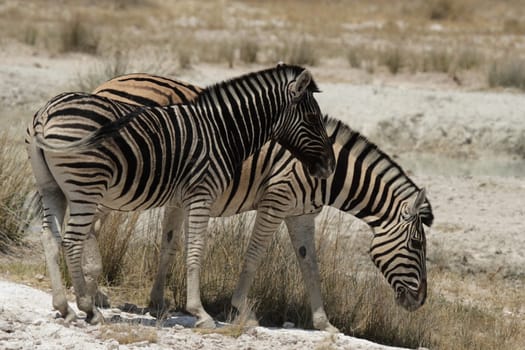 Zebra mother with foal