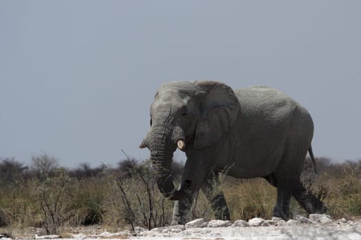 Elephant (Loxodonta africana)