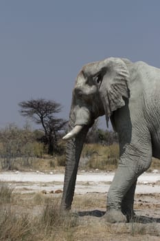 Elephant (Loxodonta africana)