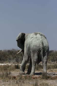 Elephant (Loxodonta africana)