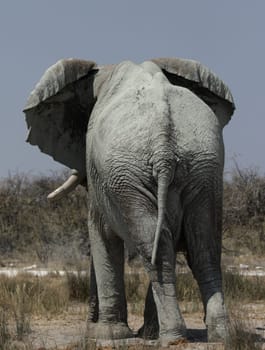 Elephant (Loxodonta africana)