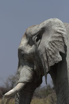 Elephant (Loxodonta africana)