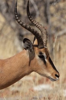 Portrait of a Black-nosed Impala