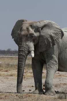 Elephant (Loxodonta africana)