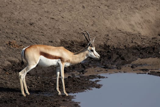 Springbok at the waterhole