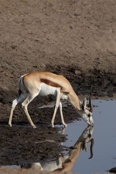 Springbok at the waterhole