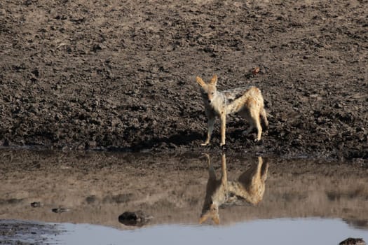 Black-backed jackal