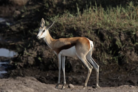 Springbok